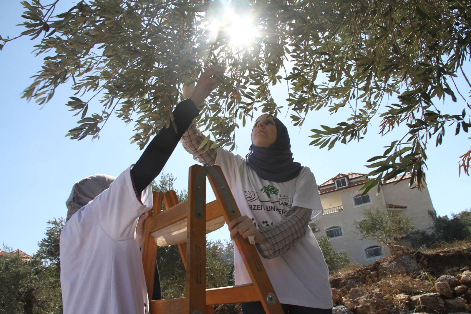 Two women picking olives from a tree on a ladder in Birzeit