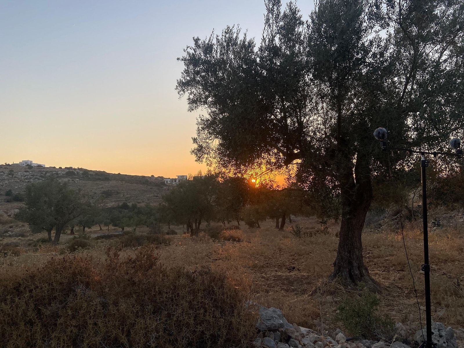 An old olive tree silhouetted at sunset on the hills of Birzeit
