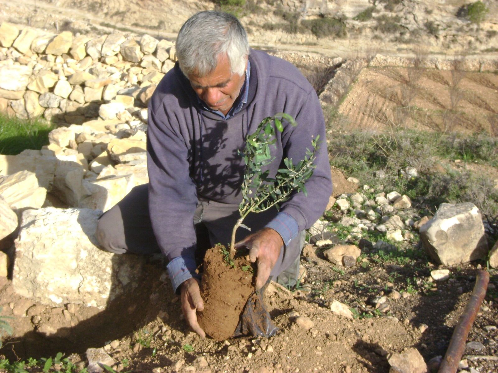 A farmer planting an olive sapling among stones